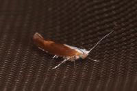Argyresthia albistria