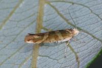 Argyresthia goedartella