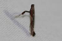 Caloptilia falconipennella