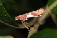 Caloptilia stigmatella
