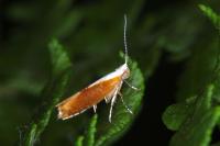Argyresthia albistria