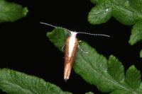 Argyresthia albistria