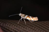 Argyresthia goedartella