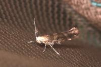 Argyresthia goedartella