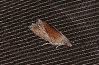 Epinotia nisella