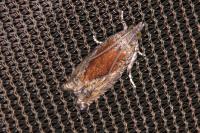 Epinotia nisella