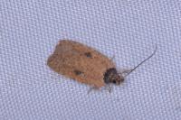Agonopterix subpropinquella