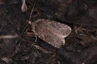 Agonopterix ciliella/heracliana