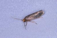 Cephimallota crassiflavella