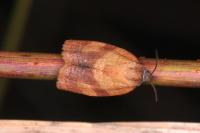 Cacoecimorpha pronubana