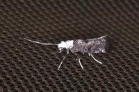Paraswammerdamia albicapitella
