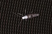 Paraswammerdamia albicapitella