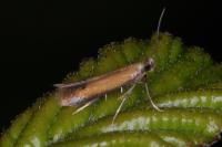 Coptotriche marginea