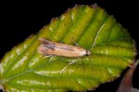 Coptotriche marginea