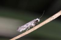 Paraswammerdamia nebulella