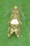 Epiblema