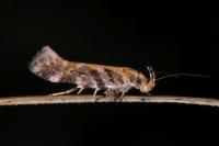 Aristotelia decoratella
