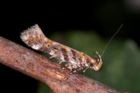 Aristotelia decoratella