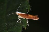 Argyresthia albistria