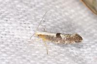 Argyresthia spinosella