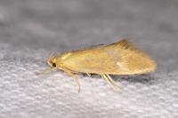 Crassa tinctella