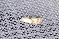 Pseudopostega crepusculella