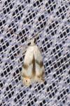 Pseudopostega crepusculella