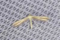 Adaina microdactyla