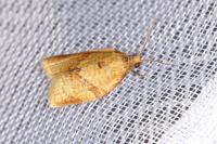 Clepsis consimilana
