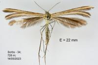 Merrifieldia leucodactyla