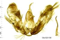 Merrifieldia leucodactyla