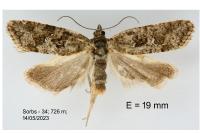 Cnephasia cupressivorana