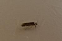 Endrosis sarcitrella