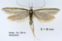 Pleurota ericella