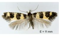 Denisia augustella