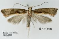 Acrolepiopsis vesperella