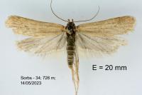 Deroxena venosulella