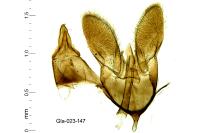 Deroxena venosulella