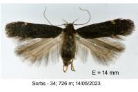 Aproaerema patruella