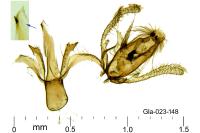 Aproaerema patruella