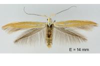 Coleophora oriolella