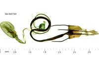 Coleophora oriolella
