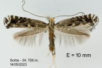 Parornix torquillella