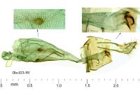 Parornix torquillella