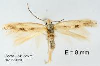 Bucculatrix