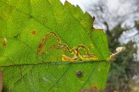 Stigmella aurella