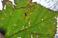 Stigmella aurella