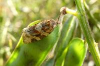 Argyrotaenia ljungiana