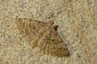 Alucita
