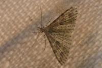 Alucita hexadactyla